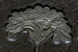 Museum-Quality Pyrite-Replaced Crinoid Plate - Germany #380362-4